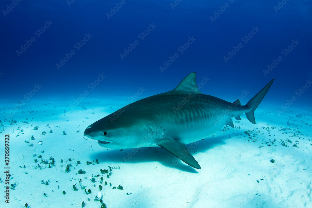Fototapeta premium Big, Pregnant Tiger Shark over Sand Bottom. Tiger Beach, Bahamas