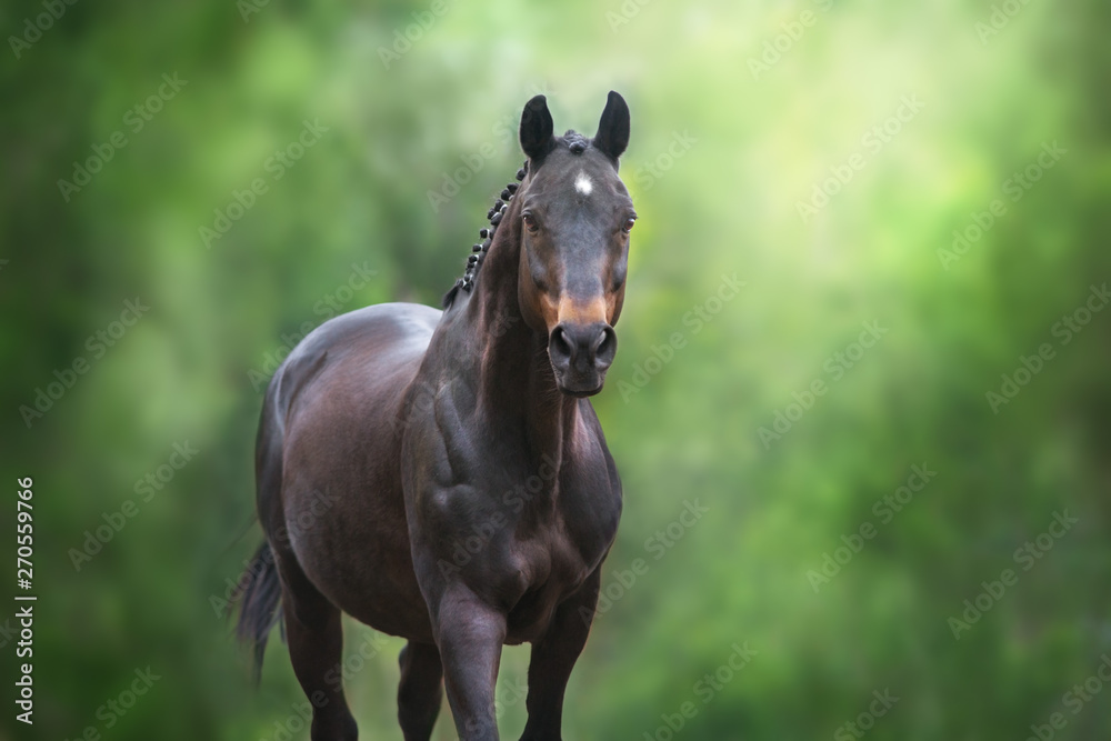 Horse close up portrait in motion against green background