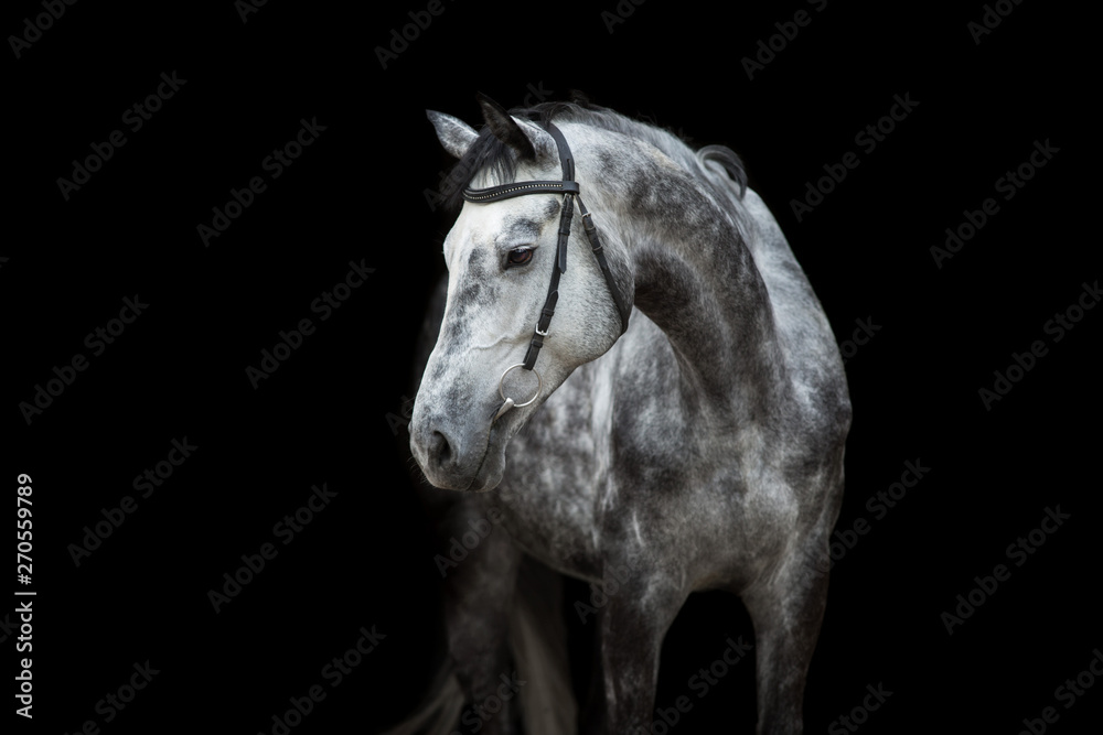 Fototapeta premium White Horse portrait in bridle isolated on black background