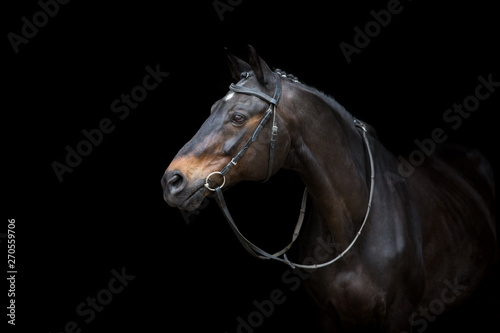 Fototapet Horse portrait in bridle isolated on black background