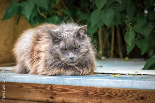 Discontent street homeless cat. Every cat deserves to have a home and a loving owner
