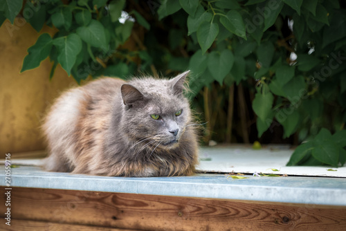 Beautiful street homeless cat. Every cat deserves to have a home and a loving owner