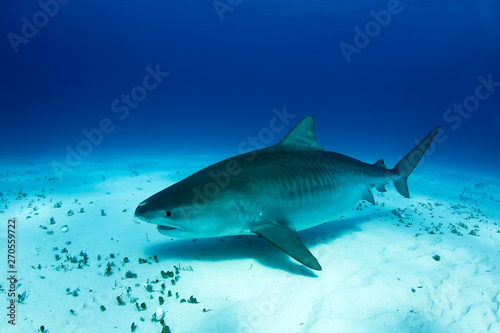 Big  Pregnant Tiger Shark over Sand Bottom. Tiger Beach  Bahamas