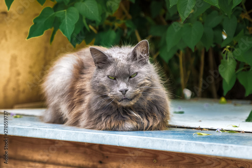 Discontent street homeless cat. Every cat deserves to have a home and a loving owner