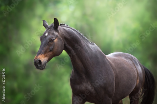 Horse close up portrait in motion against green background © callipso88