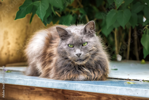 Beautiful street homeless cat. Every cat deserves to have a home and a loving owner