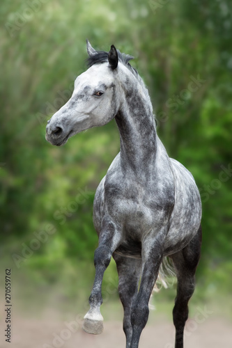 Gray Horse close up portrait in motion against green background