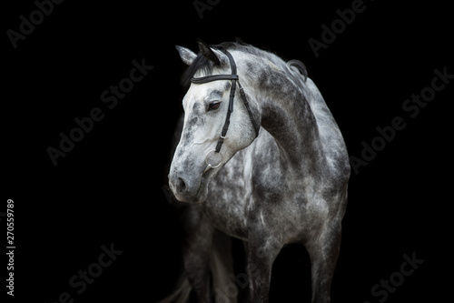 White Horse portrait in bri...