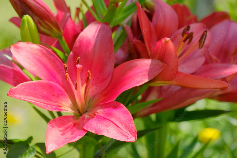 colorful flower in garden