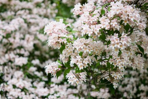 Beautiful botanical garden, flowers and blooming bushes in spring