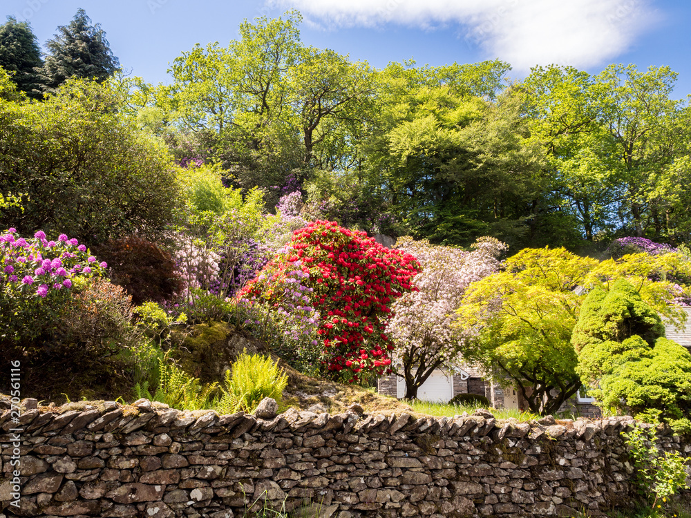 Beautiful gardens in late spring day sunshine at Grasmere, Cumbria, Uk