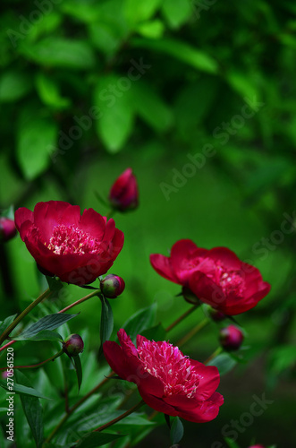 Dark Red Peony Flowers Closeup 