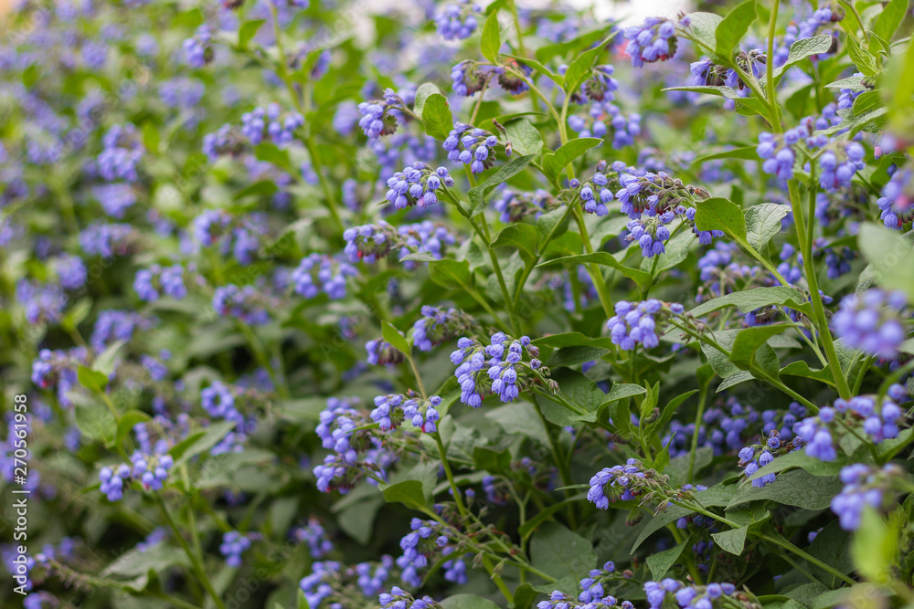 bushes blue flowers nature flora bushes blue flowers nature flora