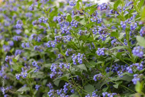 bushes blue flowers  nature  flora
