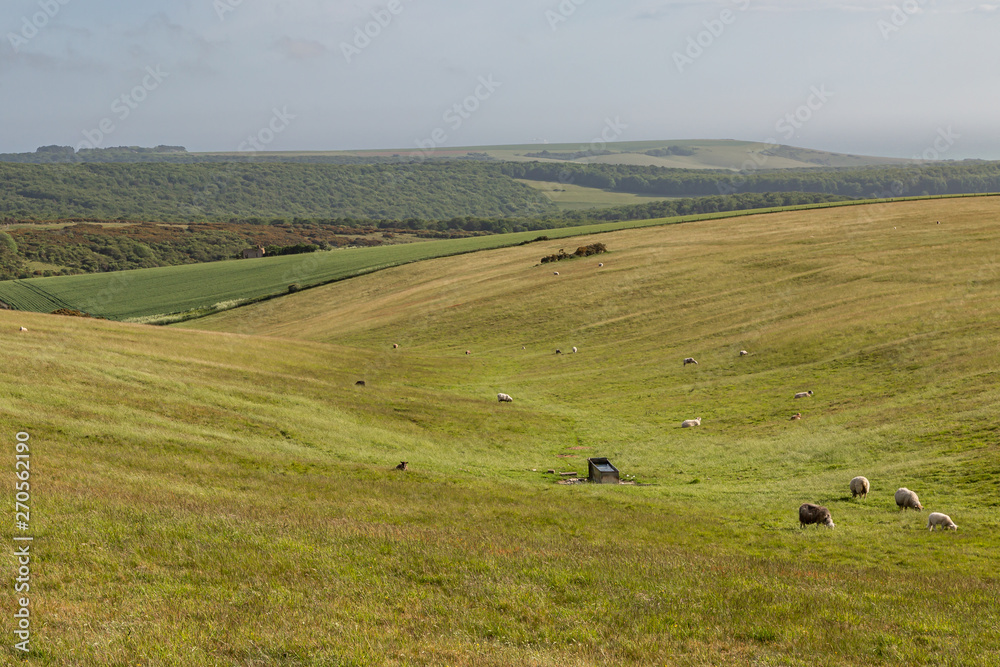 A South Downs Sheep grazing in open fields along the South Downs Way in Sussex