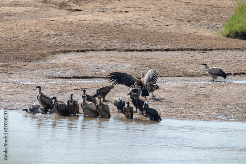White-Backed Vultures bathing in the Black Umfolozi River, iMfolozi, South Africa. photo