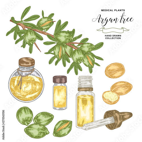 Argan tree, argania branch with nuts and flowers. Medical and cosmetic plant. Vector illustration hand drawn.
