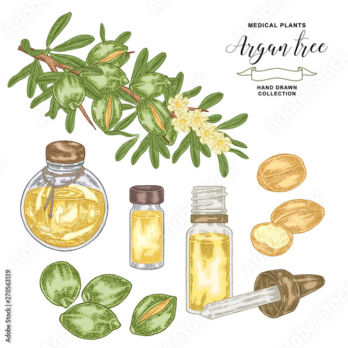 Argan tree, argania branch with nuts and flowers. Medical and cosmetic plant. Vector illustration hand drawn.