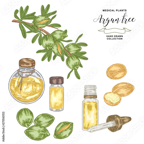 Argan tree, argania branch with nuts and flowers. Medical and cosmetic plant. Vector illustration hand drawn.