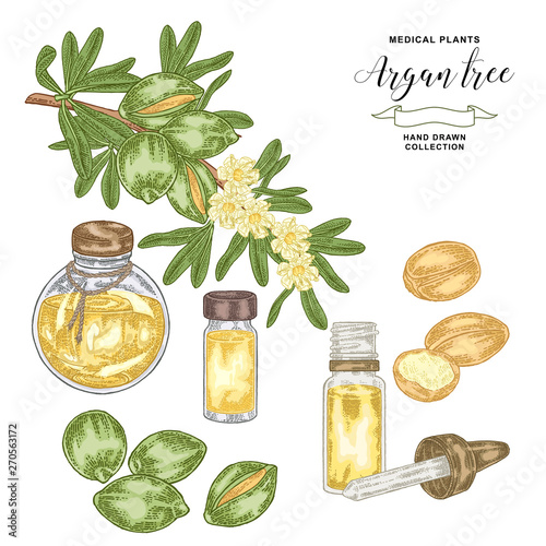 Argan tree, argania branch with nuts and flowers. Medical and cosmetic plant. Vector illustration hand drawn.