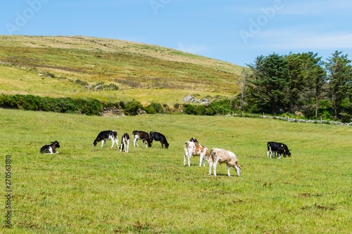 Calves on irish Meadow Kälber auf irischer Weide