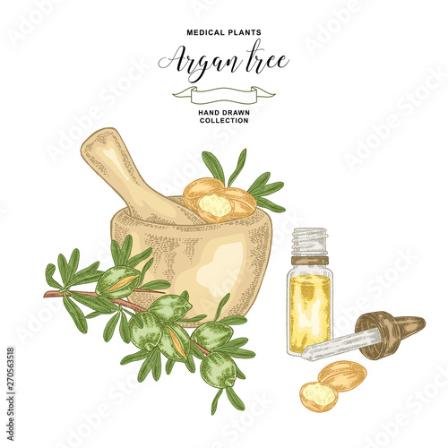 Argan tree, argania spinosa branch with wooden bowl and glass bottle of oil. Nuts and flowers. Medicinal plant. Vector illustration hand drawn.