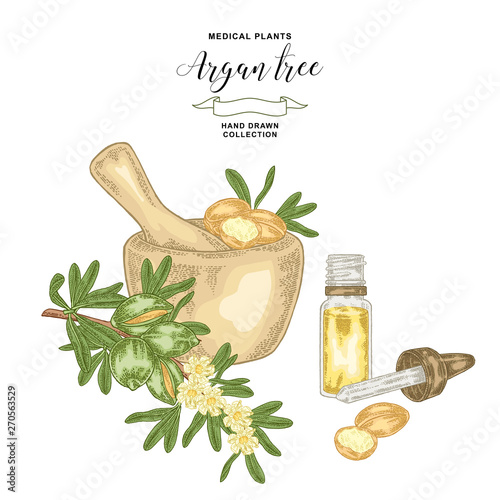 Argan tree, argania spinosa branch with wooden bowl and glass bottle of oil. Nuts and flowers. Medicinal plant. Vector illustration hand drawn.