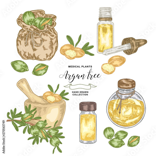Argan tree, argania spinosa set. Nuts, leaves, wooden bowl, glass bottles and bag. Medicinal plant. Vector illustration hand drawn.