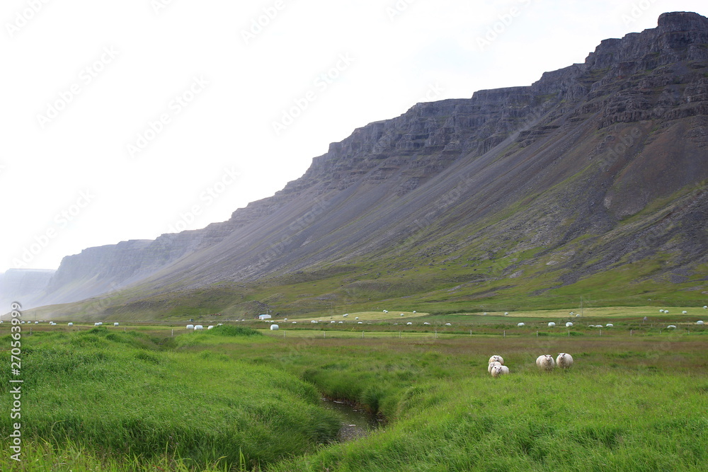 Sheep, impressive cliffs, a stream winding through high grass, hay bales: a typical Icelandic landscape in July, behind the most famous beach of the island, Raudasandur, in the Westfjords.