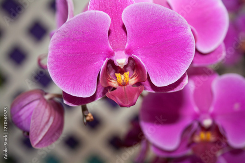 Beautiful Orchid is very delicate and fragile flower.