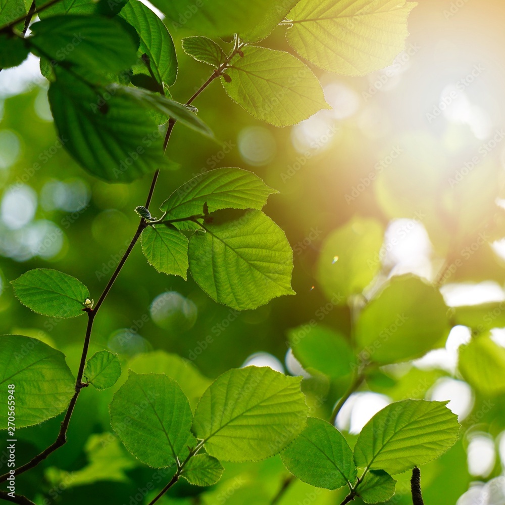 green tree leaves and branches in summer in the nature, green background green tree leaves and branches in summer in the nature, green background