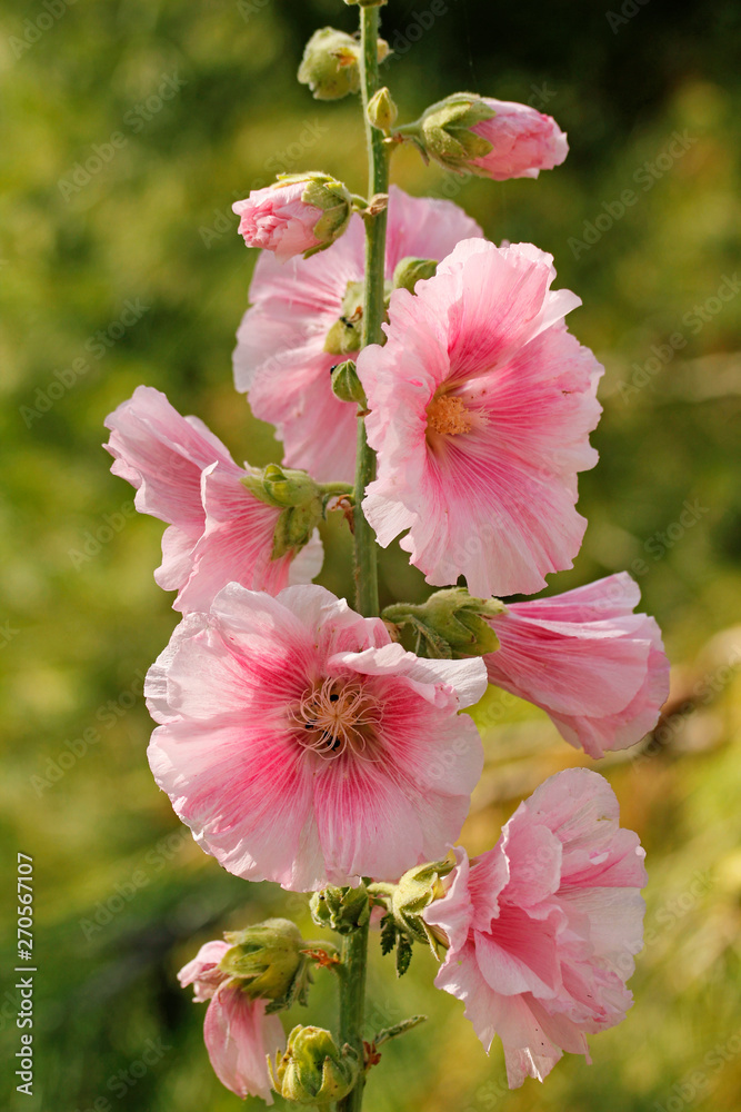 Obraz premium Hollyhock (Althaea rosea)