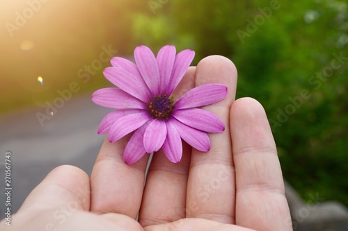 hand with a beautiful pink flower, man hand with flower in the nature