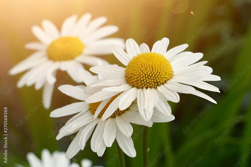Fototapeta premium daisy flower plant in summer in the nature, daisies in the garden