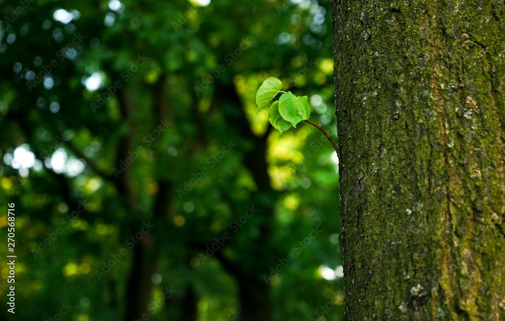 a small green sprout twig, on a strong large tree trunk in the Park,on a green background a small green sprout twig, on a strong large tree trunk in the Park,on a green background