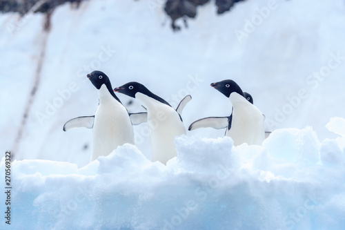 Small Group of Adelie Penguins on Snow in Antarctica