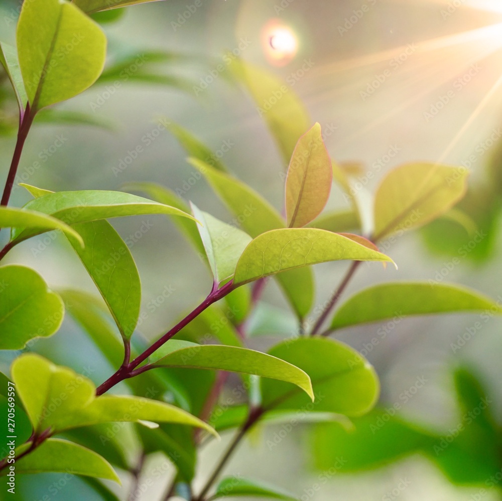 green flower plant in summer in the nature, green plants in the garden green flower plant in summer in the nature, green plants in the garden