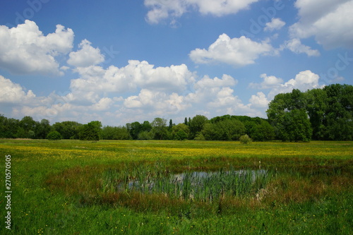 Wiese Feuchtwiese Lebensraum.Meadow Wetmeadow Habitat