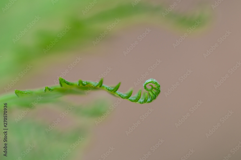 Leaves of fern close up. Small depth of field Leaves of fern close up. Small depth of field