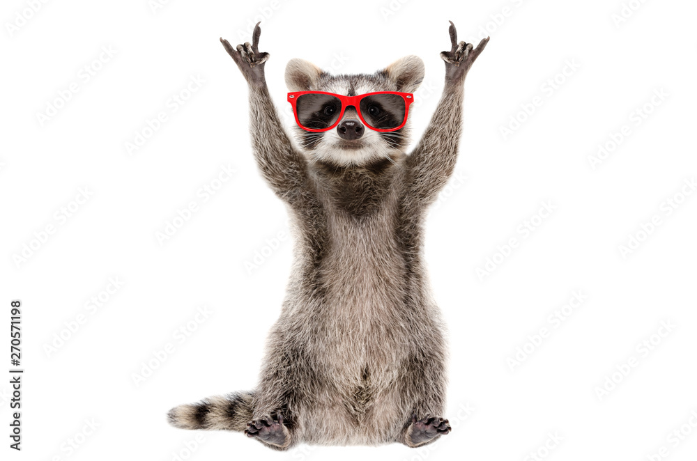 Funny raccoon in red sunglasses showing a rock gesture isolated on white background