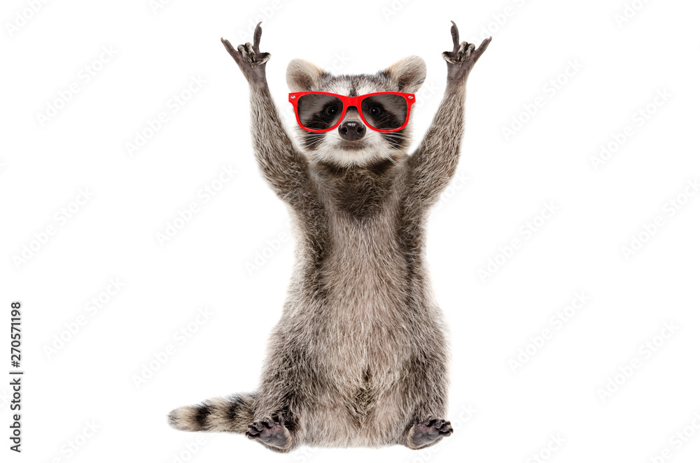 Stockfoto med beskrivningen Funny raccoon in red sunglasses showing a rock  gesture isolated on white background | Adobe Stock