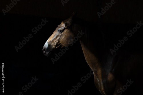 horse on black background