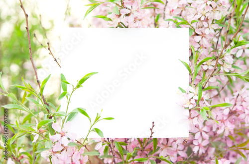 Cherry blossoms in full bloom. Creative layout made of flowers and leaves with paper card. - Image