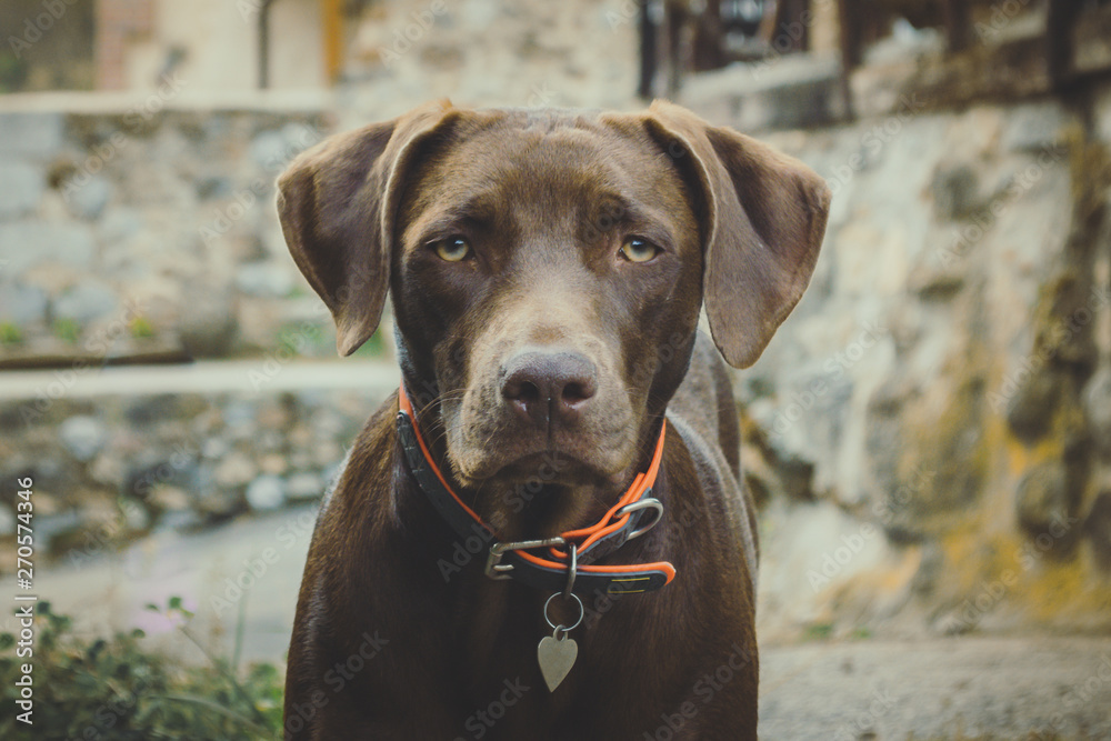 Brown dog staring with yellow eyes and orange collar. Soft and unfocused background in gray, green and yellow tones. The whole image has a soft tone