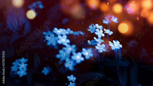 Floral background in neon color. Background macro grass, blurred bokeh, neon light. Nature fiery bokeh, night view of grass, moonlight. Abstraction, magic.
