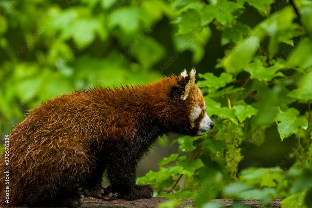 Fototapeta premium 14.05.2019. Berlin, Germany. Zoo Tiagarden. The little red panda sits on branch licks and eats bamboo among greens. Rare and lovely animals.