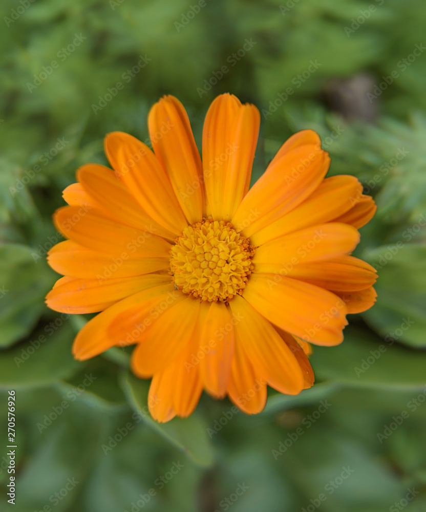 Small gerbera flower on bright summer day