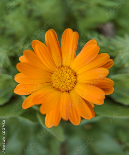 Small gerbera flower on bright summer day