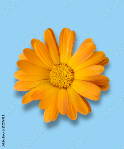 Small gerbera flower isolated on blue background