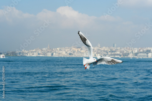 Seagull flying over water in a cityscape
